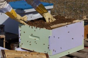 beekeeping-1537156_1280_800_531