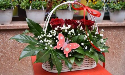 Odaberite najlepše cveće za dan zaljubljenih u cvećarama „Jasmin“ i „Narcis“ (FOTO)