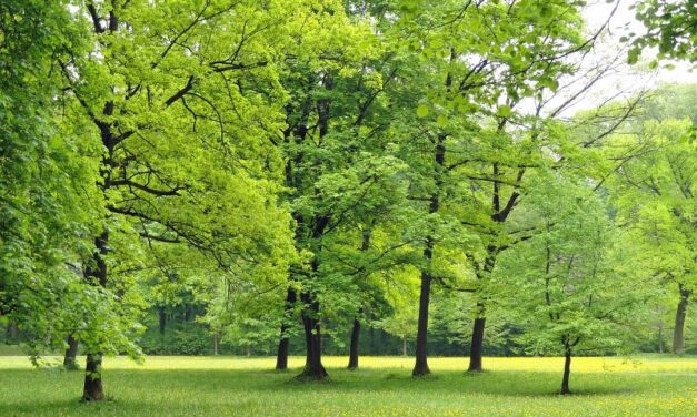 BAGLJAŠ BI USKORO MOGAO DOBITI NOVI PARK