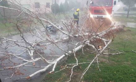 USLED NEVREMENA PALO DRVO NA MOTOCIKLISTU