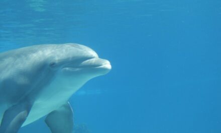 Dokumentarni film „Čovek delfin“ u Kulturnom centru (TREJLER)
