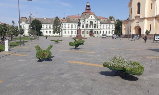 Postavljeni cvetni Leptiri na Trgu Slobode