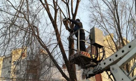 Počinje uklanjanje starih, bolesnih i oštećenih stabala na Lesnini