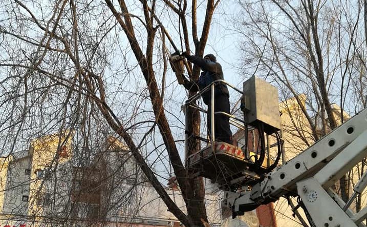 Počinje uklanjanje starih, bolesnih i oštećenih stabala na Lesnini