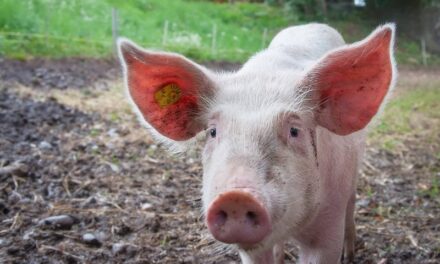 Ukinuto rešenje kojim je opština Žitište zaraženo područje od zarazne bolesti Afrička kuga svinja