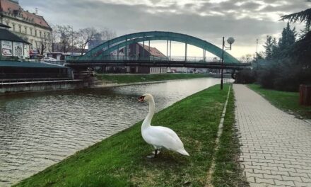 Vremenska prognoza za narednih 7 dana za Zrenjanin