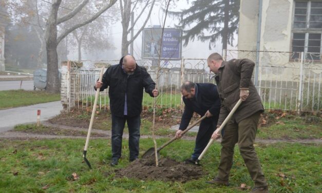 Na teritoriji grada Zrenjanina ove nedelje će biti zasađeno 1.786 sadnica breze, crnog bora, hrasta i topole