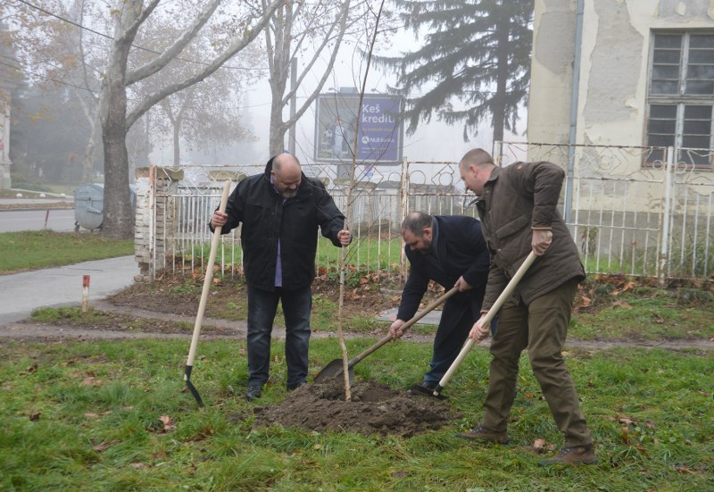 Na teritoriji grada Zrenjanina ove nedelje će biti zasađeno 1.786 sadnica breze, crnog bora, hrasta i topole