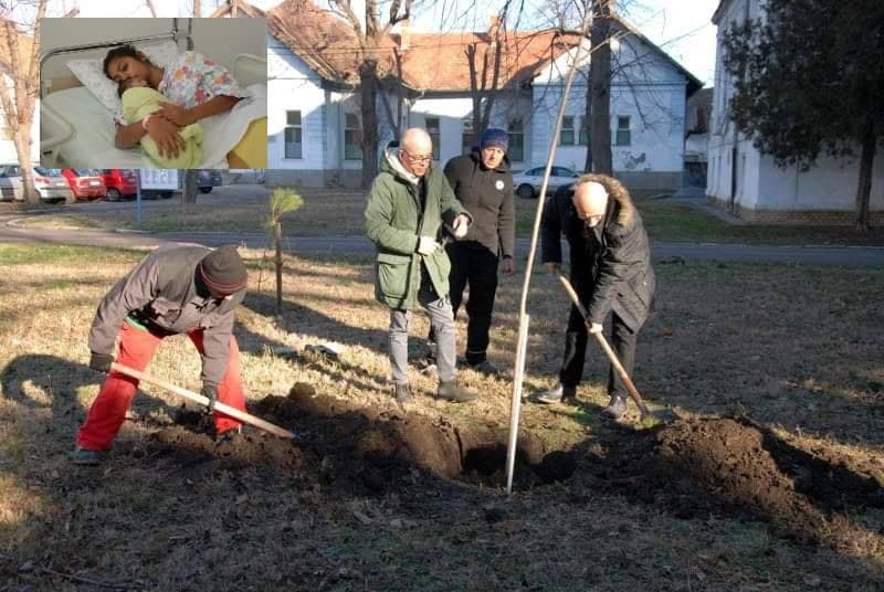 U čast prvorođene bebe Amele u 2020. godini zasađeno drvo javora