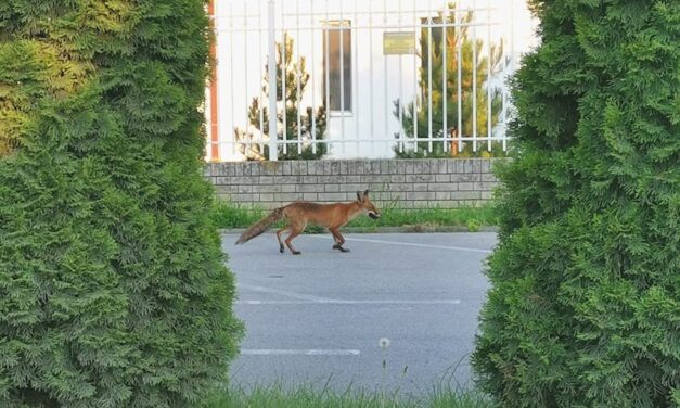 Lisice ulaze u dvorišta i prave štetu meštanima Lazareva