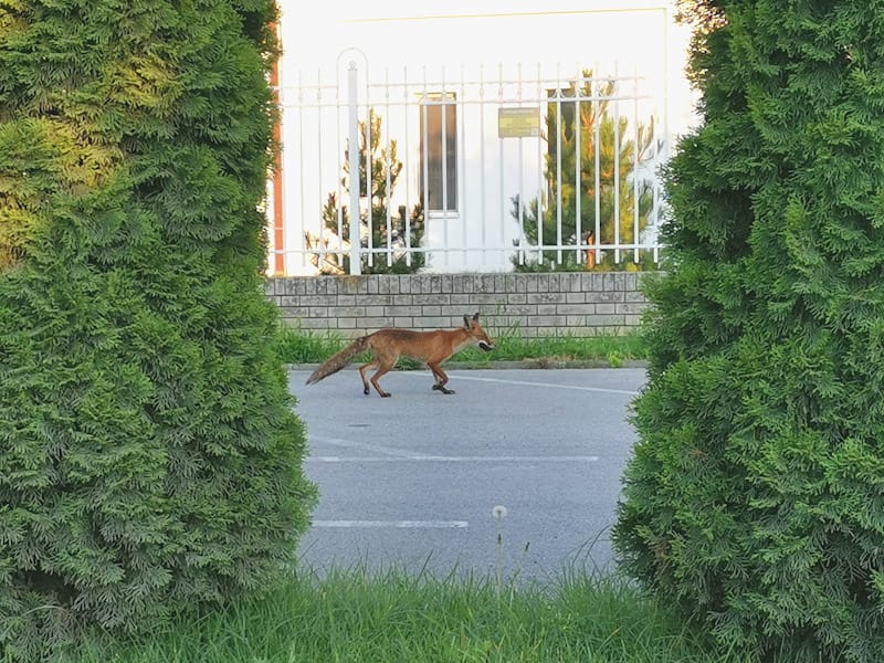 Lisice ulaze u dvorišta i prave štetu meštanima Lazareva