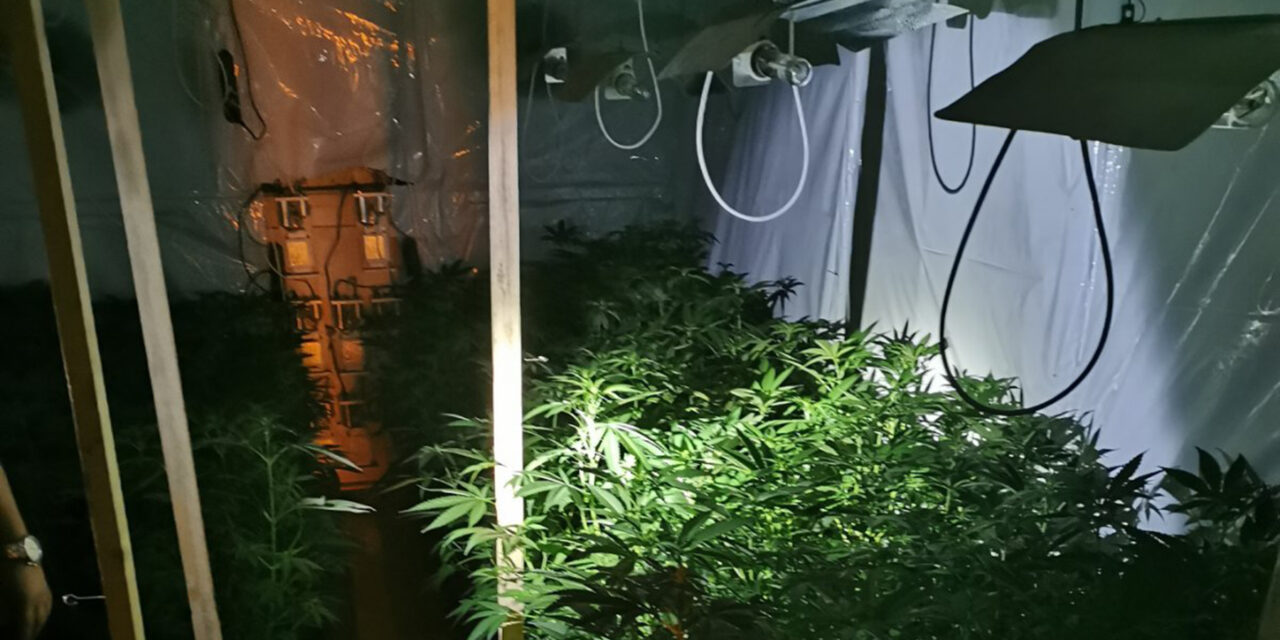 Otkrivena laboratorija za uzgoj marihuane-osumnjičeni priveden Višem javnom tužilaštvu u Zrenjaninu