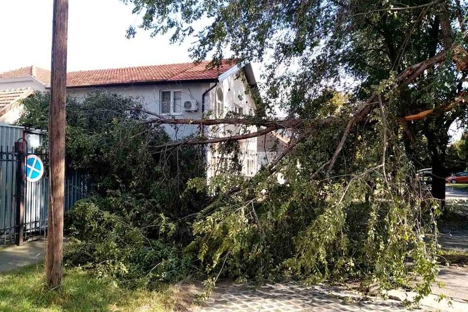 Uklanjanje polomljenih grana od jučerašnjeg nevremena(FOTO)