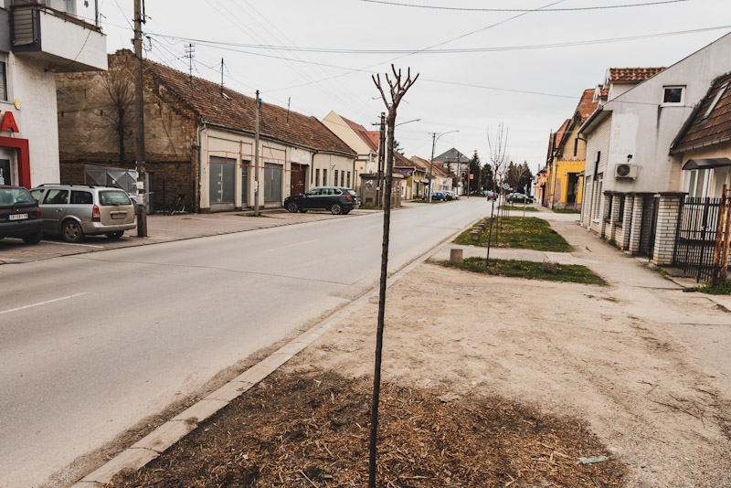 APEL GRAĐANIMA DA SAMI NE OREZUJU SADNICE NA JAVNIM POVRŠINAMA