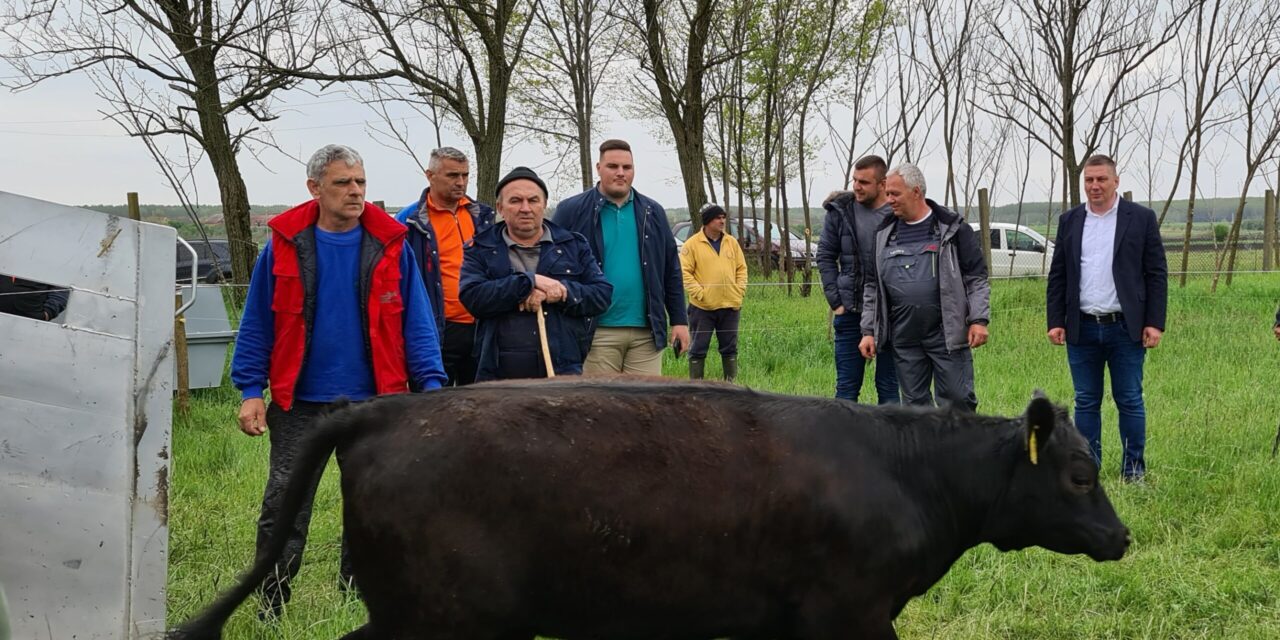 Porodica Mijatov iz Taraša uz podršku države kupila 111 junica