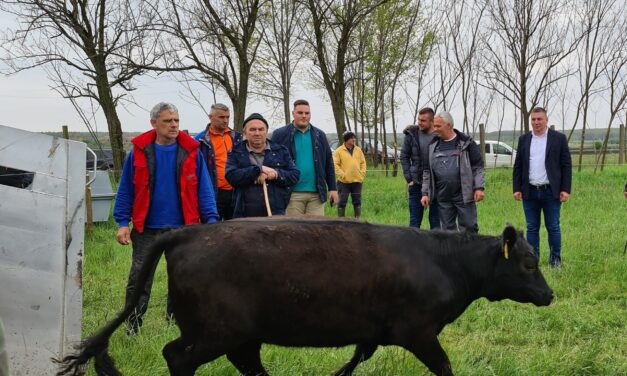 Porodica Mijatov iz Taraša uz podršku države kupila 111 junica