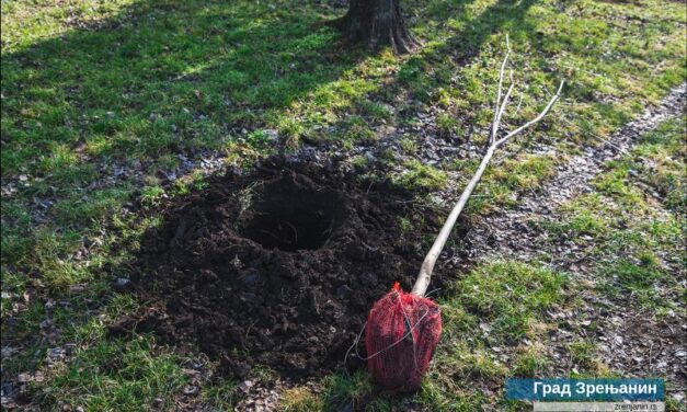 Sutra na Trgu slobode podela besplatnih sadnica belog jasena građanima Zrenjanina