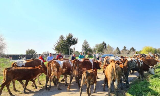 Rešen problem u Elemiru – krave ponovo mogu na ispašu