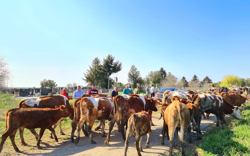 Rešen problem u Elemiru – krave ponovo mogu na ispašu