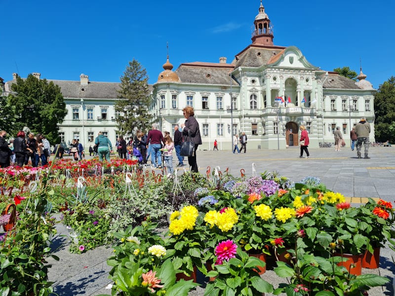 Pogledajte cvetnu ponudu na Trgu Slobode u Zrenjaninu (FOTO)