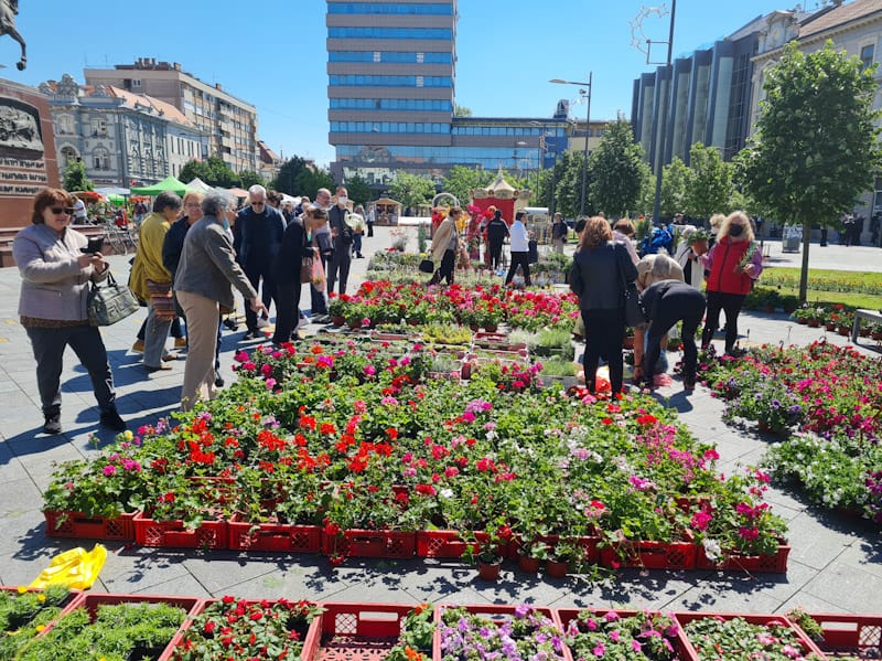 CVETNA PIJACA U CENTRU ZRENJANINA OD 7. DO 9 OKTOBRA