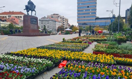 Pogledajte ponudu cveća u centru Zrenjanina (FOTO)