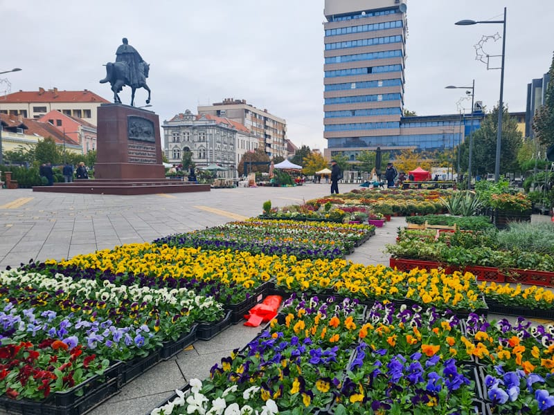 Pogledajte ponudu cveća u centru Zrenjanina (FOTO)