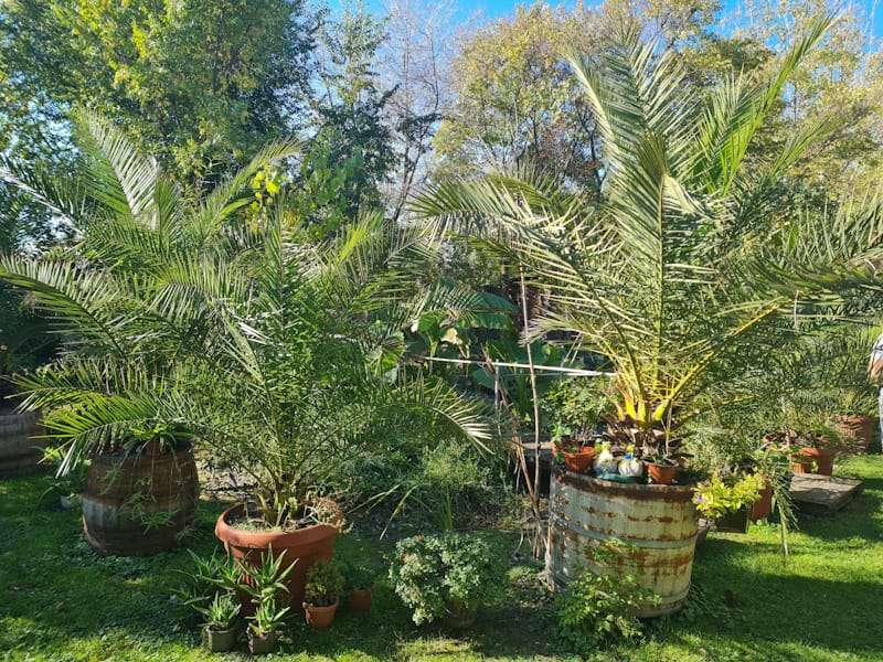 Botanička bašta u srcu Banata – Oaza mira i tišine (FOTO)