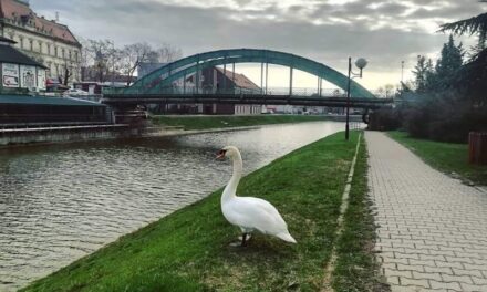 Pogledajte kakvo nas vreme očekuje narednih 7 dana u Zrenjaninu