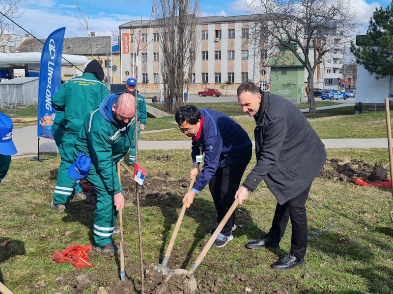 KOMPANIJA LINGLONG DONIRALA 70 SADNICA (FOTO)