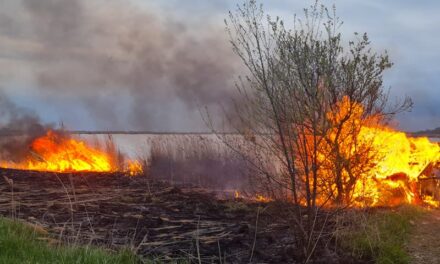 APEL: Ne palite travu i drugo rastinje – Kazne do 50.000 dinara