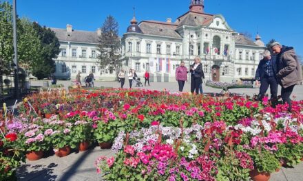 Pogledajte ponudu cveća u centru Zrenjanina (FOTO)