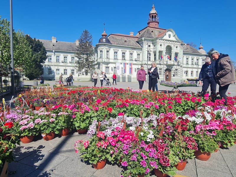 Pogledajte ponudu cveća u centru Zrenjanina (FOTO)