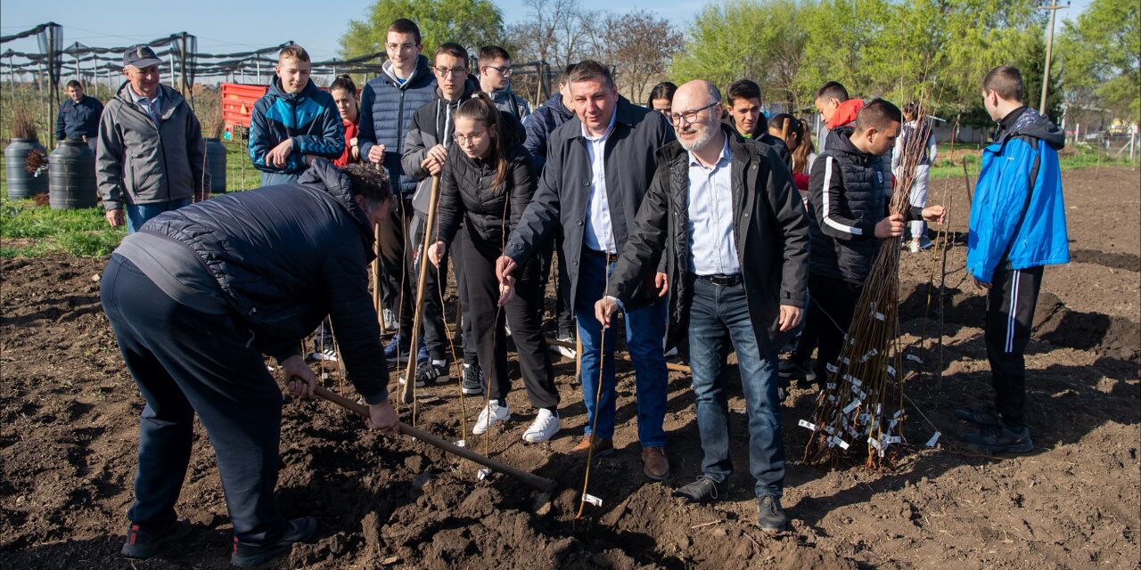 Uz podršku Novaka Đokovića Zrenjaninu donirano 3.500 sadnica platana