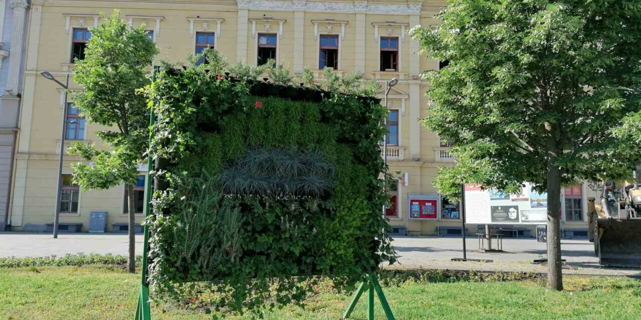 Novi cvetni aranžmani u centru Zrenjanina (FOTO)