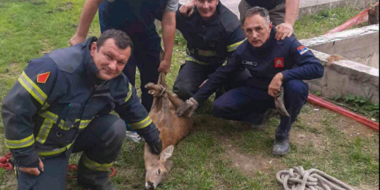 ZRENJANINSKI VATROGASCI  SPASILI MALU SRNU KOJA JE UPALA U  ŠAHT (VIDEO)