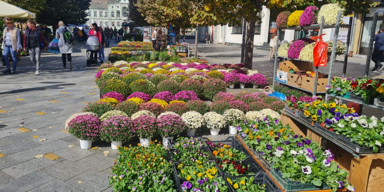 CVETNA PIJACA: Pogledajte ponudu cveća u centru Zrenjanina (FOTO)