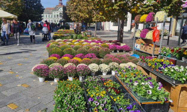 CVETNA PIJACA: Pogledajte ponudu cveća u centru Zrenjanina (FOTO)