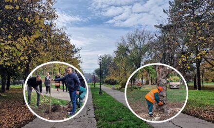 Počela prva faza rekonstrukcije zelenila u Karađorđevom parku
