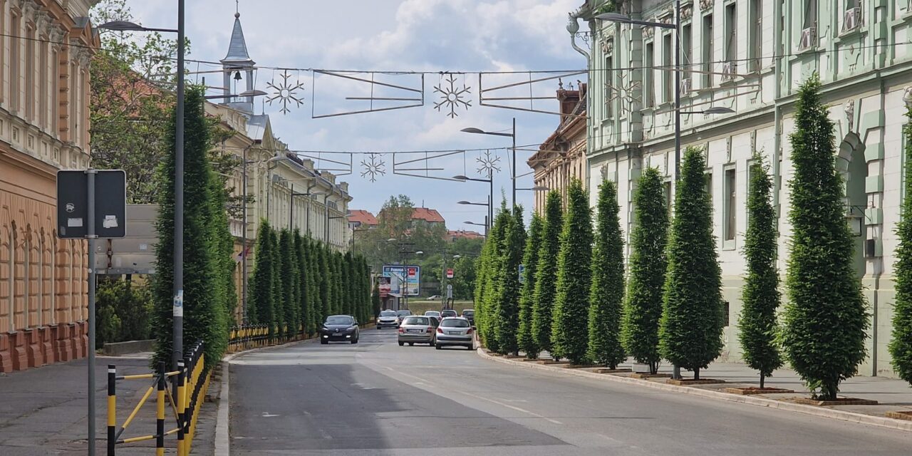 ZBOG TRETIRANJA DRVOREDA U CENTRU MOLE SE VOZAČI DA NE PARKIRAJU SVOJE AUTOMOBILE