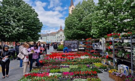 POČELA CVETNA PIJACA U CENTRU ZRENJANINA- Pogledajte ponudu