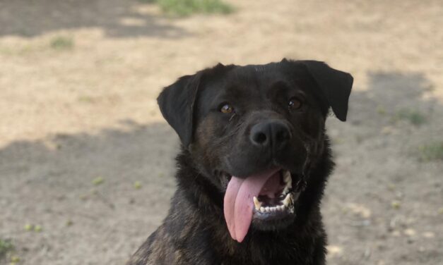 NE KUPUJ, UDOMI-Kaja nije imala sreće i ponovo joj tražimo dom