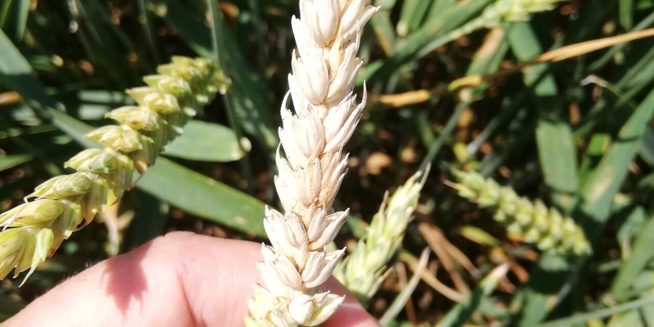 Na zdravstveno stanje useva veliki uticaj imale su agrotehničke mere, vreme i izbor pesticida