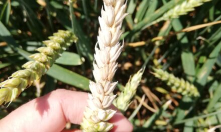 Na zdravstveno stanje useva veliki uticaj imale su agrotehničke mere, vreme i izbor pesticida