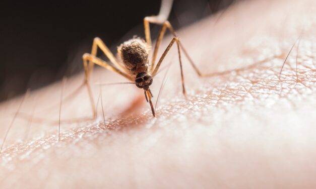 UPOZORENJE PČELARIMA – Tretmani protiv komaraca iz vazduha i sa zemlje