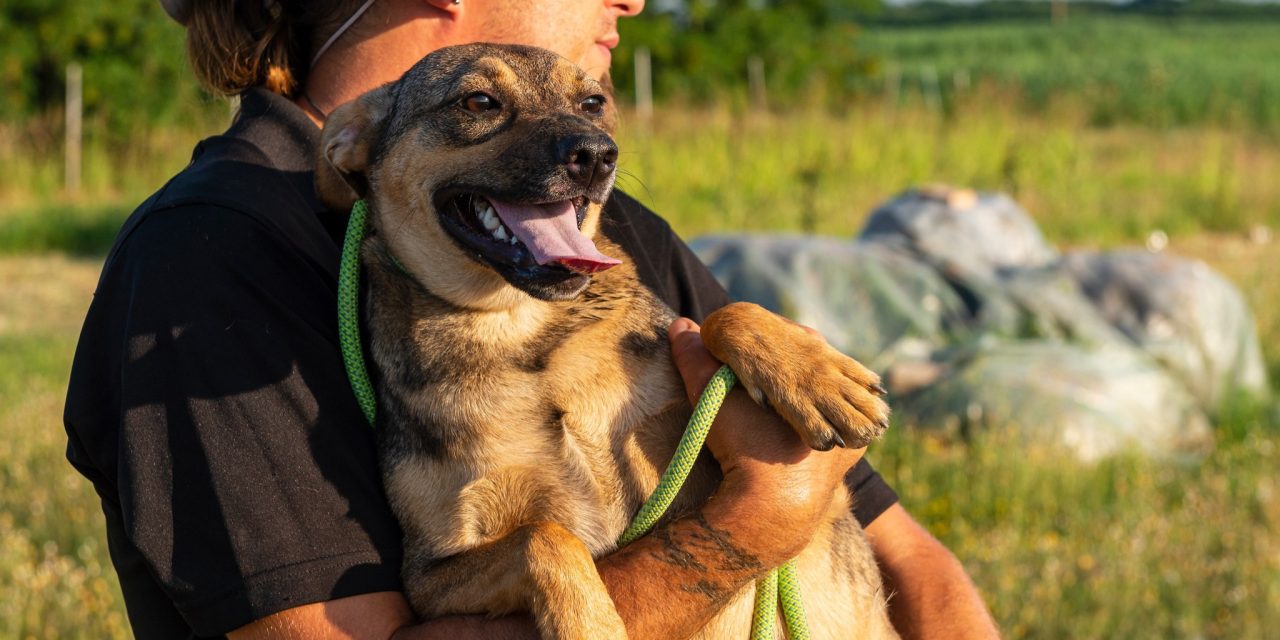 NE KUPUJ, UDOMI- Umiljata Pepa čeka na svoj dom