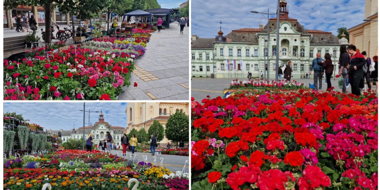 Počela „Cvetna pijaca“ u Zrenjaninu: Pogledajte ponudu(FOTO)