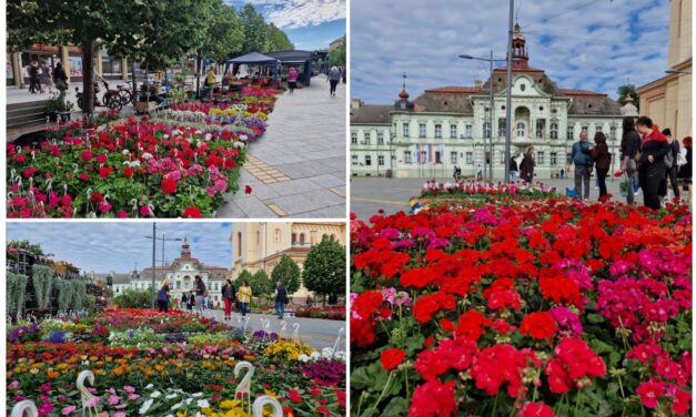 Počela „Cvetna pijaca“ u Zrenjaninu: Pogledajte ponudu(FOTO)