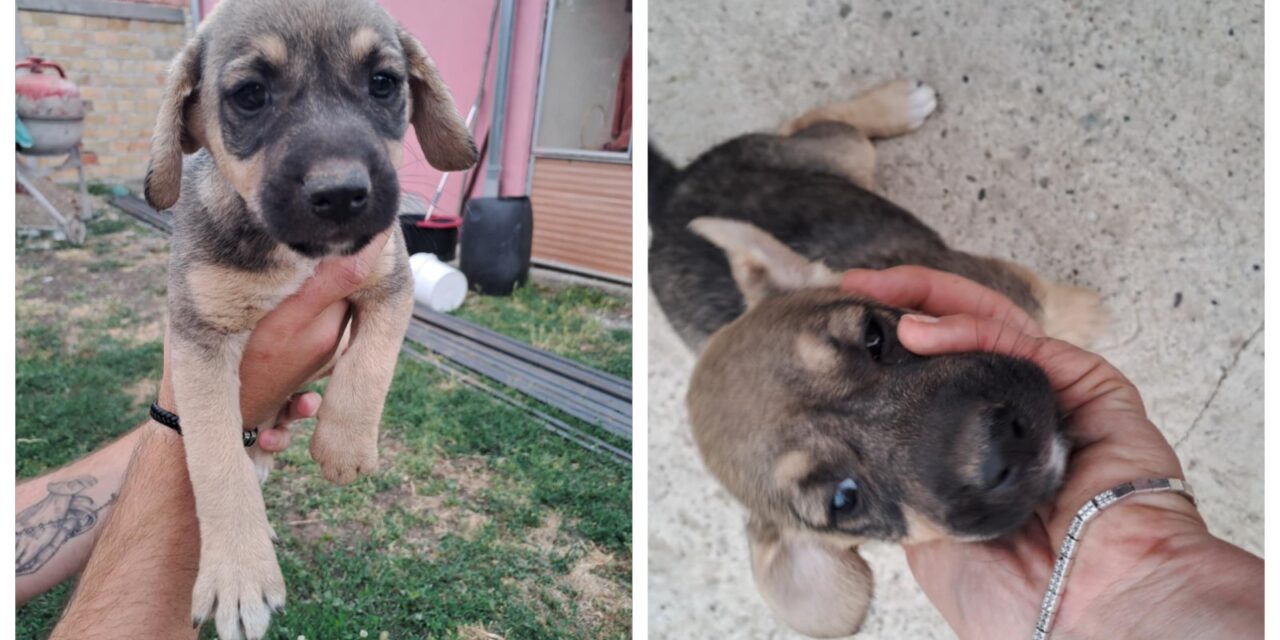 Ne kupuj, udomi- Šariša hitno traži dom!