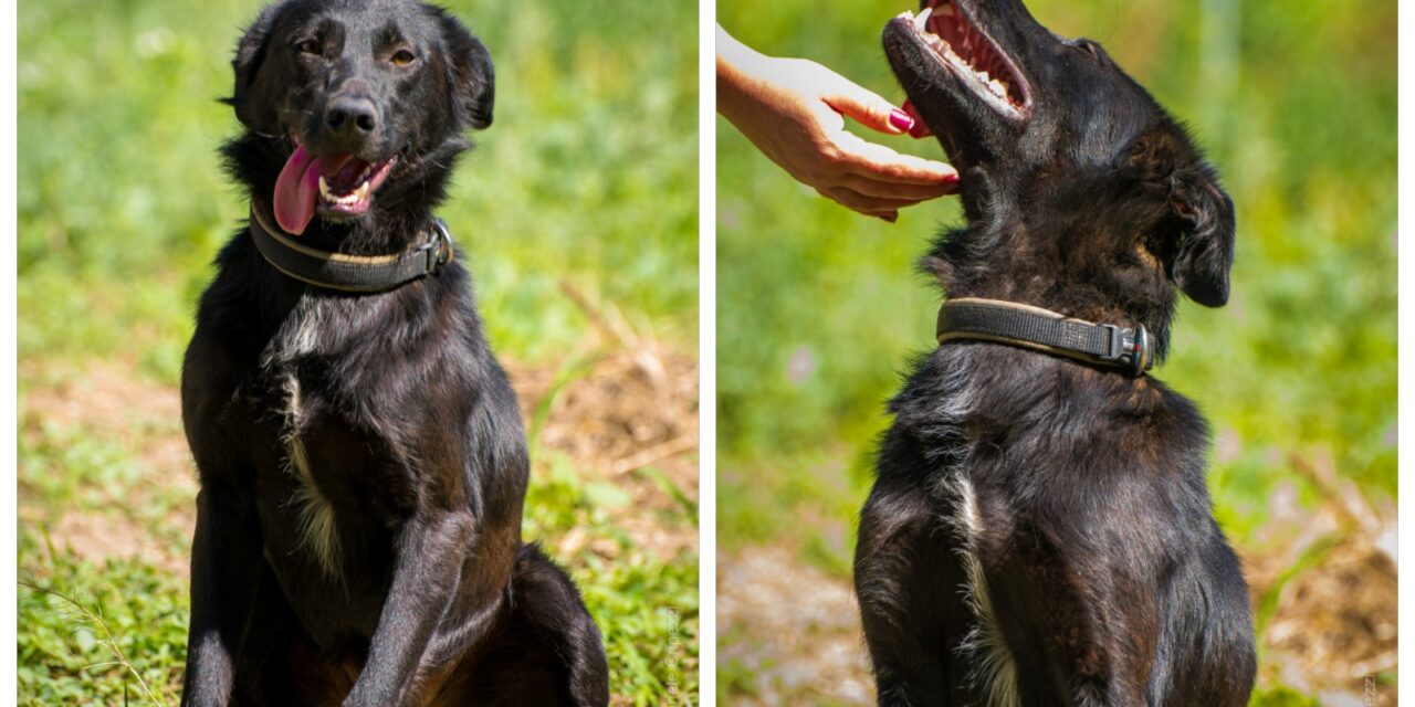 NE KUPUJ, UDOMI- Vučko traži svoj dom!